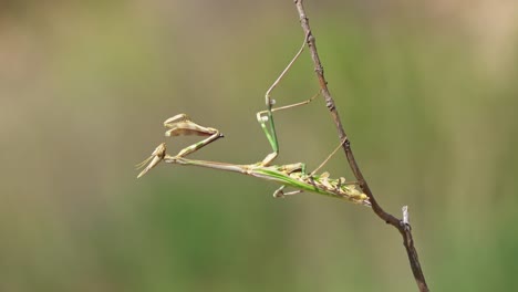 close-up-shot-of-Praying-mantis-resting-on-a-thin-stick