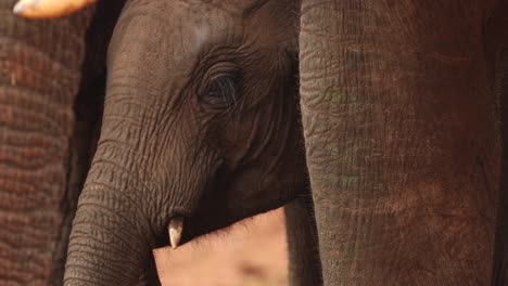 Extreme-Close-up-Of-An-African-Bush-Elephant-Calf-In-Aberdare-National-Park,-Kenya,-Africa
