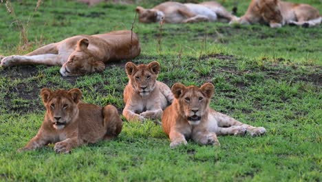 Cachorros-De-León-Sentados-Y-Relajándose-En-La-Reserva-Nacional-Masai-Mara-En-Kenia