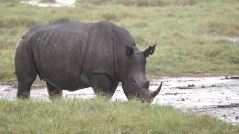 Black-Rhinos-Walking-Over-Wetlands-On-A-Rainy-Day-In-Kenya,-Africa