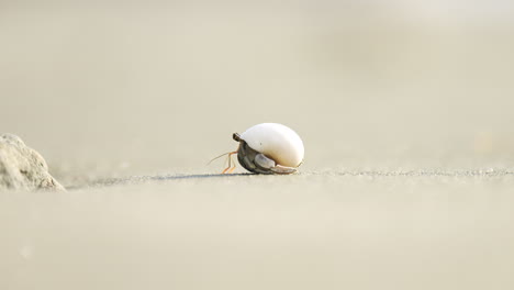 A-Hermit-Crab-on-a-white-sandy-beach-in-the-South-Pacific-crawling-along-the-sand