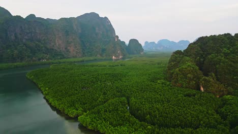 Forward-drone-shot-of-Mangrove-forest-in-Krabi,-south-of-Thailand-in-Andaman-sea