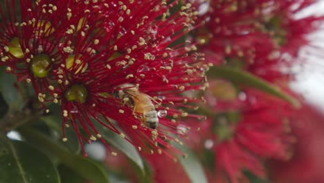 Eine-Biene-Sammelt-Pollen-Von-Einem-Blühenden-Pohutukawa-Baum,-Bevor-Sie-Davonfliegt