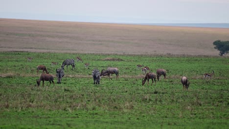 Animales-Pastando-En-La-Reserva-Nacional-Masai-Mara-En-Kenia