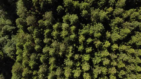 Lush-green-coniferous-trees-forest-plantation-drone-slide-birds-eye-view