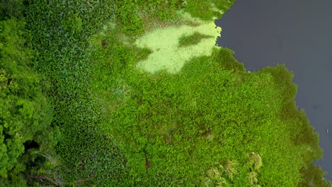 Aerial-top-down-shot-of-rainforest-jungle-in-mexico-with-swamp-and-leaves-on-lake-during-sunny-day