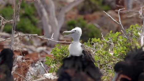 Ein-Sehr-Junger,-Prächtiger-Fregattvogel,-Der-Mit-Flaumfedern-Bedeckt-Ist,-Sitzt-Im-Wind-Auf-Einem-Baum-Auf-Der-Insel-North-Seymour-In-Der-Nähe-Von-Santa-Cruz-Auf-Den-Galápagos-Inseln