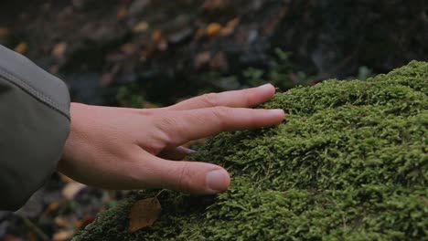 Hand-touching-green-moss-close-up,-carbon-handprint-concept