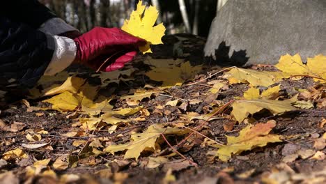 Woman-picking-up-yellow-fallen-leaves-in-autumn-forest,-close-up