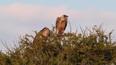 Buitres-De-Lomo-Blanco-Sentados-En-Un-árbol-En-La-Reserva-Nacional-Masai-Mara-En-Kenia