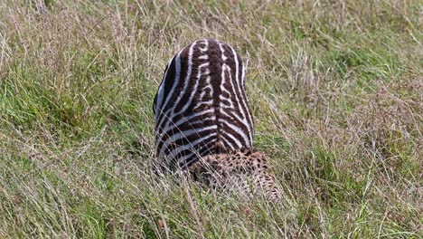Guepardos-Alimentándose-De-Sus-Presas-En-La-Reserva-Nacional-Masai-Mara-En-Kenia