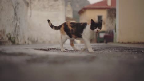 Cute-stray-kitten-roams-empty-mediterranean-street-at-dusk,-blurred-background-cinematic