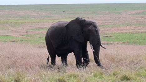 Un-Enorme-Elefante-Africano-Macho-En-La-Reserva-Nacional-Masai-Mara-En-Kenia