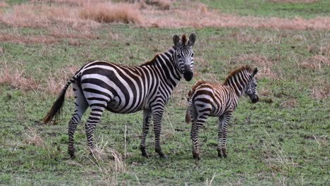 Zebramutter-Mit-Ihrem-Jungen-Jungen-Im-Masai-Mara-Nationalreservat-In-Kenia