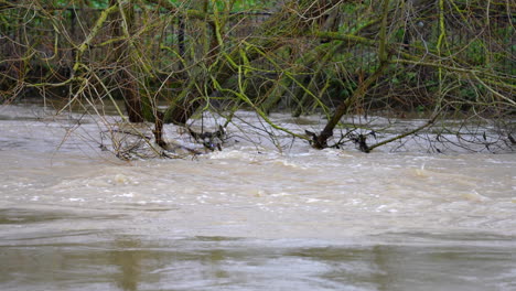 In-Zeitlupe-Treten-Sehr-Hohe-Wasserstände-Nach-Einem-Heftigen-Regensturm-über-Die-Ufer-Eines-Flusses-Und-überschwemmen-Und-überschwemmen-Bäume