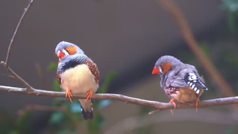Close-up-shot-of-two-cute-little-zebra-finch-or-chestnut-eared-finch,-taeniopygia-guttata-spotted-perching-on-tree-branch-and-wondering-around-it-surrounding-environments,-drop-a-guanoe-and-fly-away