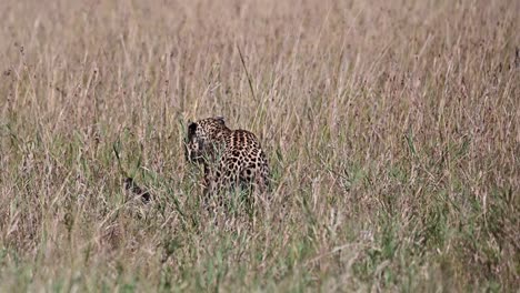 Ein-Afrikanischer-Leopard,-Der-Im-Masai-Mara-Nationalreservat-In-Kenia-Nach-Seiner-Beute-Sucht
