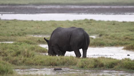 Rinoceronte-Negro-Solitario-Alimentándose-De-Humedales-En-El-Parque-Nacional-De-Aberdare,-Kenia,-África