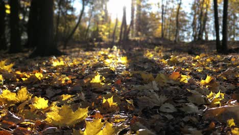 Bright-yellow-fallen-leaves-on-the-forest-ground-in-dramatic-backlight