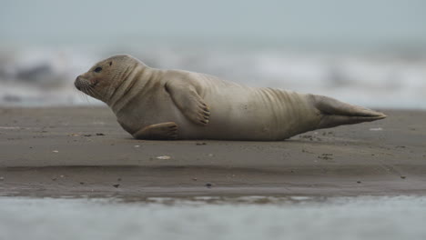Close-up-of-a-harbor-seal-laying-sideways-on-a-sandy-beach-with-waves-and-birds-in-the-background,-tight-focus