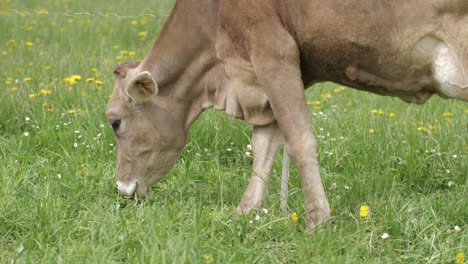 Junge-Braune-Kuh-Weidet-In-Zeitlupe,-Früher-Frühling-Auf-Grüner-Weide-In-Slowenien