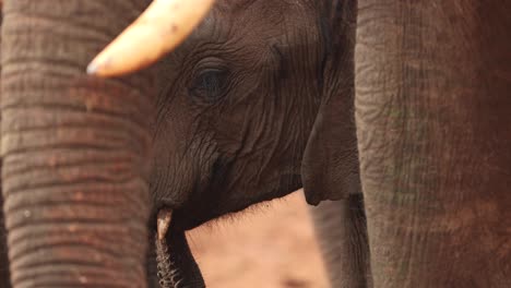 Masticando-Cachorro-De-Elefante-Junto-Con-Su-Familia-En-Un-Safari-En-Kenia,-África-Oriental