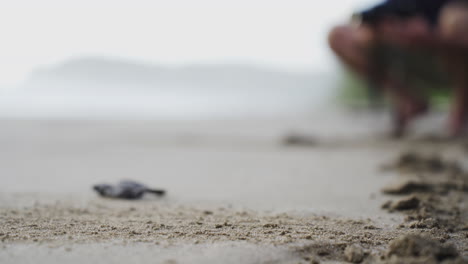 Nahaufnahme-Der-Hand-Des-Biologen-Mit-Handschuh,-Der-Die-Junge-Babyschildkröte-In-Den-Tropischen-Sandstrand-Des-Meerwassers-Freigibt