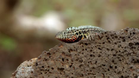 A-close-up-poprtrait-of-an-endemic-Santa-Cruz-lava-lizard-sitting-on-a-volcanic-rock-on-Santa-Cruz-Island-in-the-Galápagos-Islands