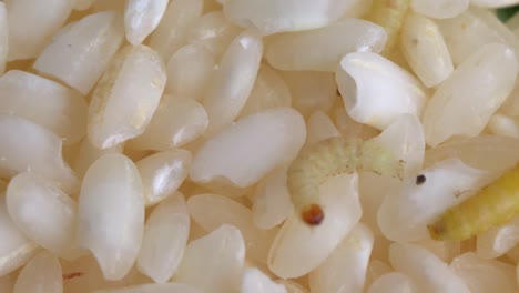 Indianmeal-Moth-Larvae-Infest-Rice-Grains