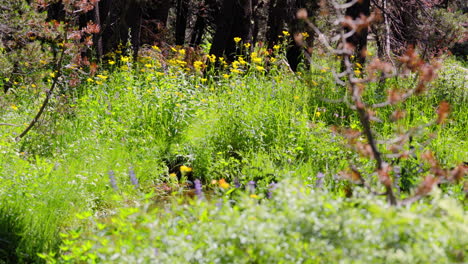 Frühlingsblumen-Mit-Kleinem-Bach-In-Der-Yosemite-Wildnis