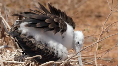 Ein-Wunderschöner-Junger,-Prächtiger-Fregattvogel,-Der-Mit-Flaumfedern-Bedeckt-Ist,-Sitzt-In-Einem-Baum-Auf-Der-Insel-North-Seymour-In-Der-Nähe-Von-Santa-Cruz-Auf-Den-Galápagos-Inseln