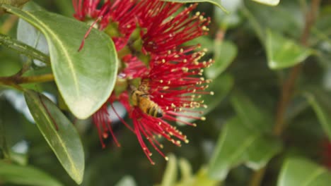 Eine-Biene-Sammelt-Pollen-Von-Einer-Blume-An-Einem-Pohutukawa-Baum,-Bevor-Sie-Davonfliegt