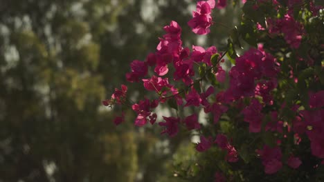 Wind-blows-across-pink-bougainvillea-flowers-with-bokeh-blurred-background