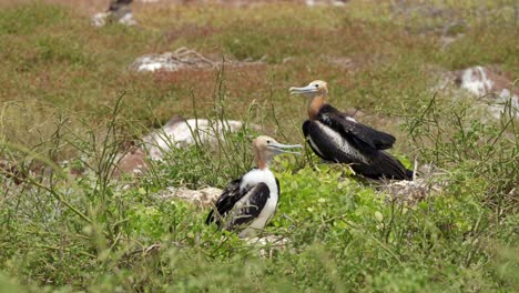 Zwei-Junge-Große-Fregattvögel-Sitzen-Zwischen-Felsen-Und-Gras-Und-Versuchen,-Sich-In-Der-Heißen-Sonne-Auf-Der-Insel-North-Seymour-In-Der-Nähe-Von-Santa-Cruz-Auf-Den-Galápagos-Inseln-Abzukühlen