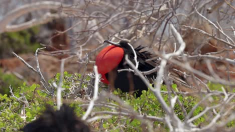 A-male-great-frigatebird-whist-in-a-tree-on-North-Seymour-Island-near-Santa-Cruz-in-the-Galápagos-Islands