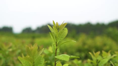Close-up-view-of-the-sprouting-green-yerba-mate-plant