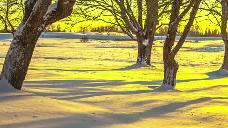 Snow-covered-landscape-comes-alive-through-captivating-timelapse-of-tree-shadows