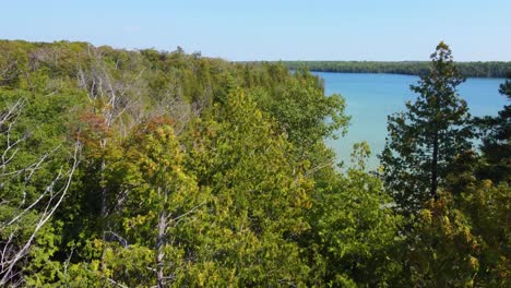 Flying-Between-The-Pine-Tree-Tops-Revealing-the-Calm-Waters-of-Lake-Huron-With-a-Forest-Coastline