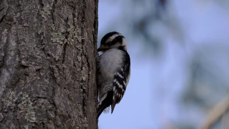 A-downy-woodpecker-pecks-rapidly-and-then-examines-a-large-tree-with-a-shallow-depth-of-field