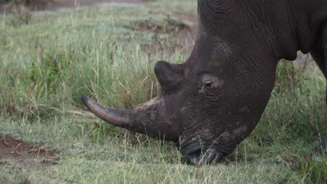 White-Rhinoceros-Grazing-In-The-Aberdare-National-Park,-Kenya,-Africa