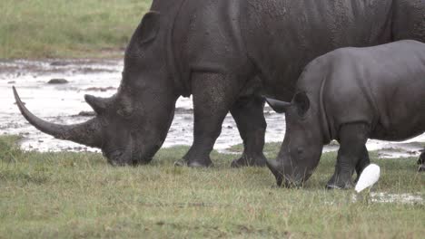 Young-Rhino-With-Mother-Grazing-In-The-Field-With-White-Egret-On-A-Rainy-Day-In-Kenya,-Africa