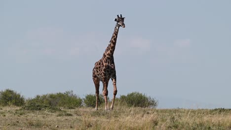 A-giraffe-walking-at-the-Maasai-Mara-National-Reserve-in-Kenya