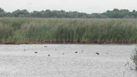 Sumpfleben-Mit-Verschiedenen-Entenarten,-Vögeln-Und-Schilf-Im-Hintergrund