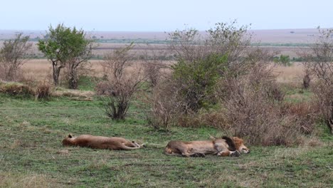 Pareja-De-Leones-Tomando-Una-Siesta-En-La-Reserva-Nacional-Masai-Mara-En-Kenia