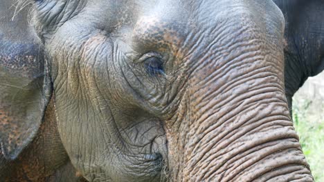 Closeup-of-an-aged-Asian-elephant's-face-and-flapping-ears
