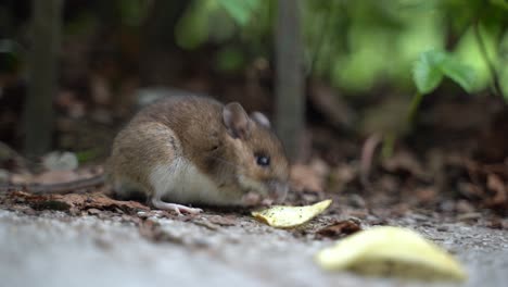WILD-MOUSE-EATING-SHOOT-CLOUSE