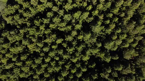 Overhead-Drohnenaufnahme-üppig-Grüner-Nadelbäume-Waldplantage-Ecuador
