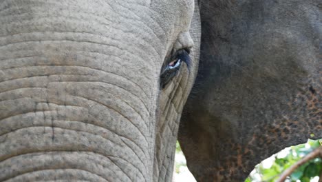 Extreme-Nahaufnahme-Des-Gesichts-Und-Der-Ohren-Des-Seltenen-Blauäugigen-Asiatischen-Elefanten