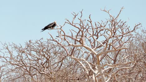A-juvenile-great-frigatebird-sits-in-a-leafless-tree-in-the-bright-sun-on-North-Seymour-Island-near-Santa-Cruz-in-the-Galápagos-Islands