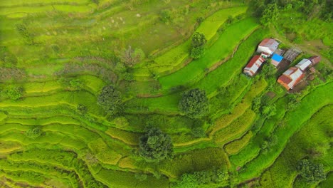 Drone-rises-above-soft-luscious-green-terraced-agriculture-farm-patches-in-Nepal